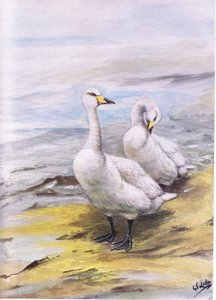 Whooper Swan