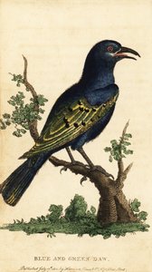 African Glossy Starling, Lamprotornis Species (engraving)