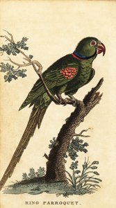 Alexandrine Parakeet, Psittacula Eupatria (engraving)