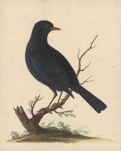 Black Bird by George Edwards