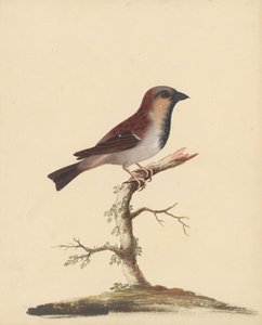 Cock Sparrow by George Edwards