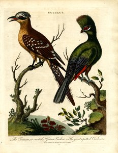 Cuckoo Species