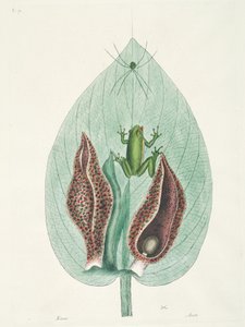 Greater and Lesser Humming Birds from Surinam by George Edwards