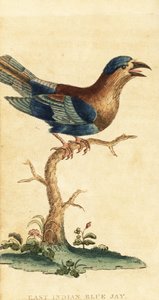 Indian Roller, Coracias benghalensis, 1800 (engraving)