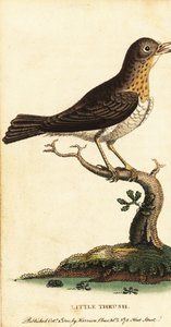Little thrush, Turdus minor (1800)