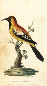 Oriole Blackbird, Gymnomystax mexicanus