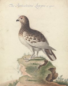 Ptarmigan