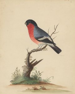 Red-Breasted Bird by George Edwards