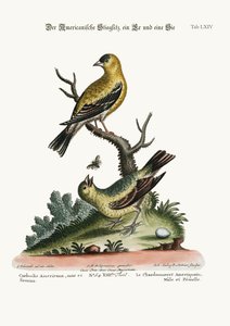 The American Goldfinch, Cock and Hen