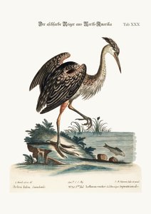 The Ash-Coloured Heron from North America, 1749-73 by George Edwards