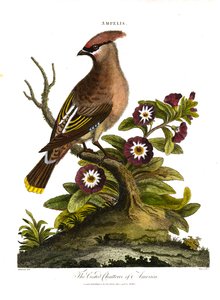The Crested Chatterer of America (Ampelis)
