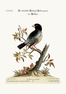 The Hen Padda or Rice-Bird by George Edwards