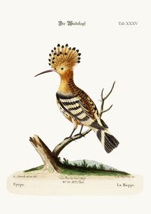The Hoopoe
