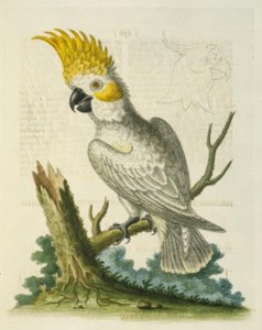 The Lesser White Cockatoo with a Yellow Crest