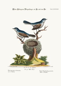 The Little Blue-grey Flycatchers, Cock and Hen (1749-73)