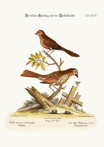 The Little Sparrow, and the Wax-bill, 1749-73
