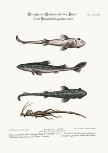 The Prickled Dog or Hound-Fish, with an Insect called the Walking-Stick, 1749-73 by George Edwards