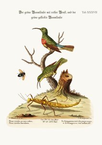 The Red-breasted Green Creeper, and the Spotted Green Creeper, 1749-73