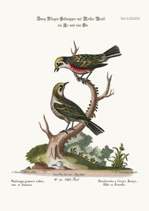The Red-throated Flycatchers, Cock and Hen, 1749-73