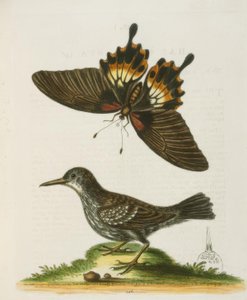 The Wallcreeper of Surinam by George Edwards