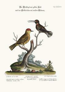 The Yellow Red-Pole and the White-tailed Hummingbird