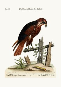 The black Hawk or Falcon, 1749-73 by George Edwards