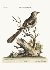 The Lesser Mock-Bird