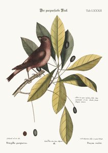 The Purple Finch, 1749-73