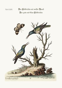 The white-bellied Hummingbird. The green and blue Hummingbird by George Edwards