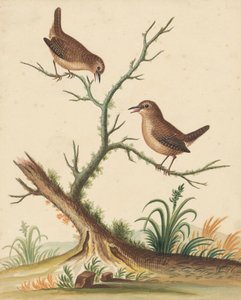 Two Birds by George Edwards