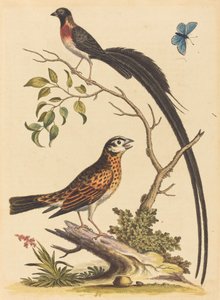 Two Birds, One with Very Long Tailfeathers, and Blue Butterfly by George Edwards