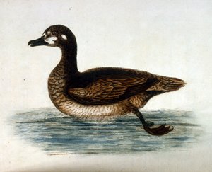Watercolour illustration from a book of rare birds by G Edwards 1750