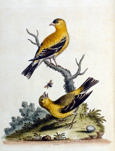 Watercolour illustration from a book of rare birds by G Edwards 1750