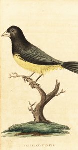 Yellow-bellied Seedeater, Sporophila nigricollis, 1800 (engraving)