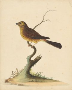 Yellowhammer by George Edwards