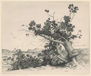 Desert Cedars, New Mexico by George Elbert Burr