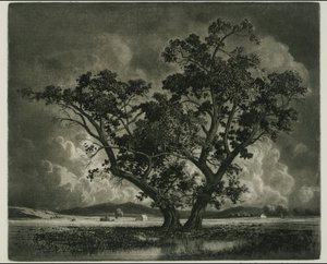Old Cottonwoods, Colorado by George Elbert Burr