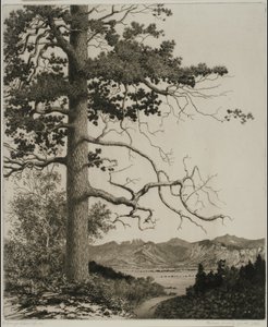 Old Pine, Estes Park by George Elbert Burr