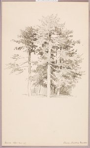Pines, Public Garden by George Elbert Burr