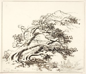 Sketch for Pines in Wind, Estes Park by George Elbert Burr
