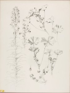 Untitled (Botanical Study) by George Elbert Burr