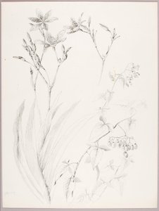 Untitled (Botanical Study) by George Elbert Burr