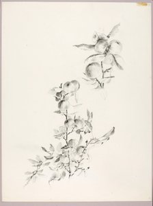 Untitled (Branches of Apple Tree) by George Elbert Burr