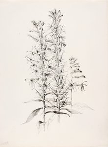 Untitled (Cardinal Flower, Lobelia Cardinalis) by George Elbert Burr