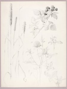 Untitled (Cattails, Clover, and Blackberries) by George Elbert Burr