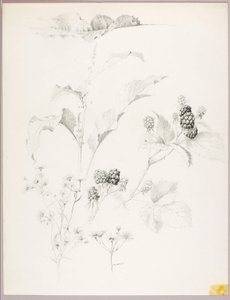 Untitled (Daisies and Blackberries) by George Elbert Burr