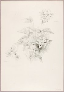 Untitled (Dewberry and Blackberry) by George Elbert Burr