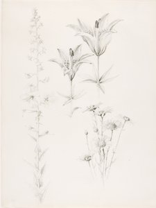 Untitled (Lily, Daisy, Hibiscus) by George Elbert Burr