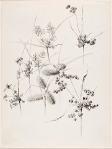 Untitled (Sedge Grasses) by George Elbert Burr