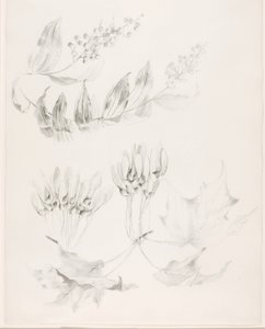 Untitled (Sugar Maple and False Solomon
